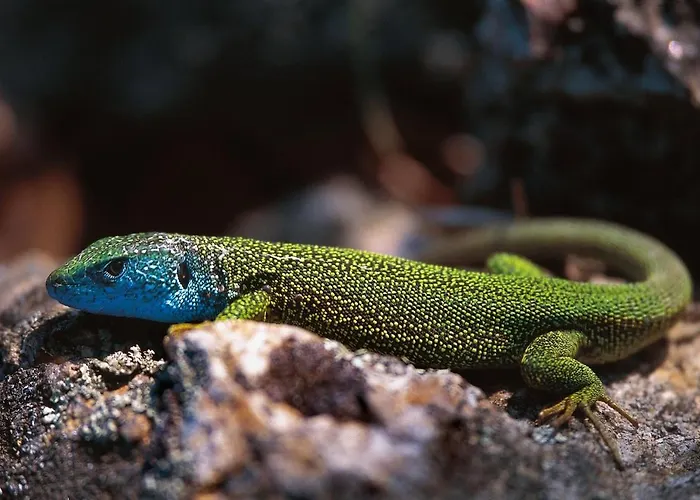 Adam-muehle Spitz an der Donau