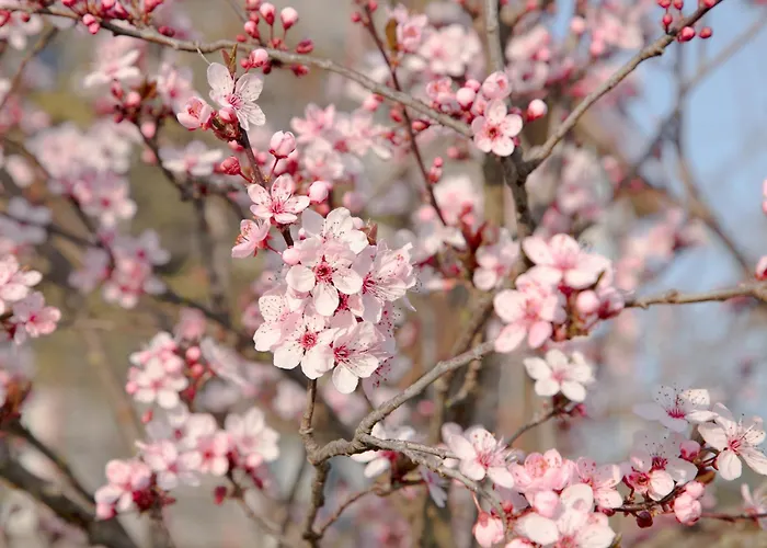 Appartement Adam-muehle