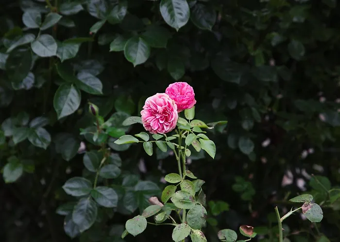 Apartment Adam-muehle